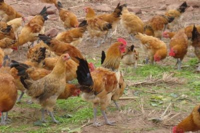 ​必看土鸡养殖小技巧（养殖土鸡不能少的技术和妙招）