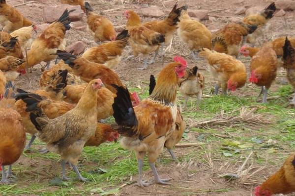 必看土鸡养殖小技巧（养殖土鸡不能少的技术和妙招）