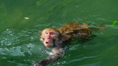 ​“水猴子”真的存在吗 多少人小时候听父母说过