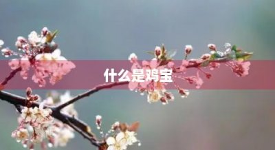 ​什么是鸡宝(鸡宝到底值不值钱)