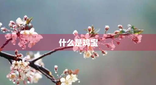 什么是鸡宝 什么是鸡宝