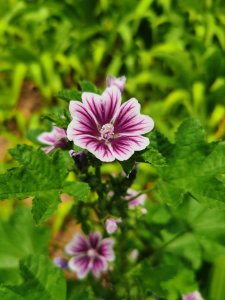 ​锦葵的播种繁殖方法