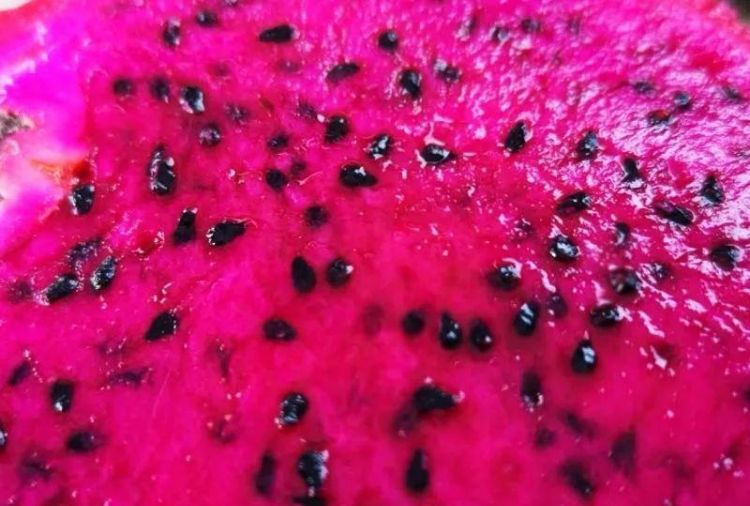 十个月宝宝吃火龙果用蒸熟吗