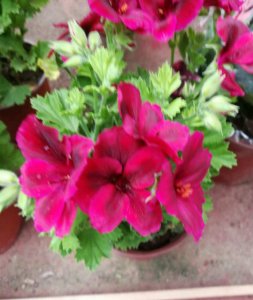 ​天竺葵开成大花球，美的不像话