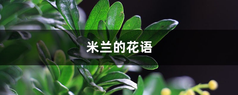 米兰花的寓意（米兰的花语的背后传说故事）