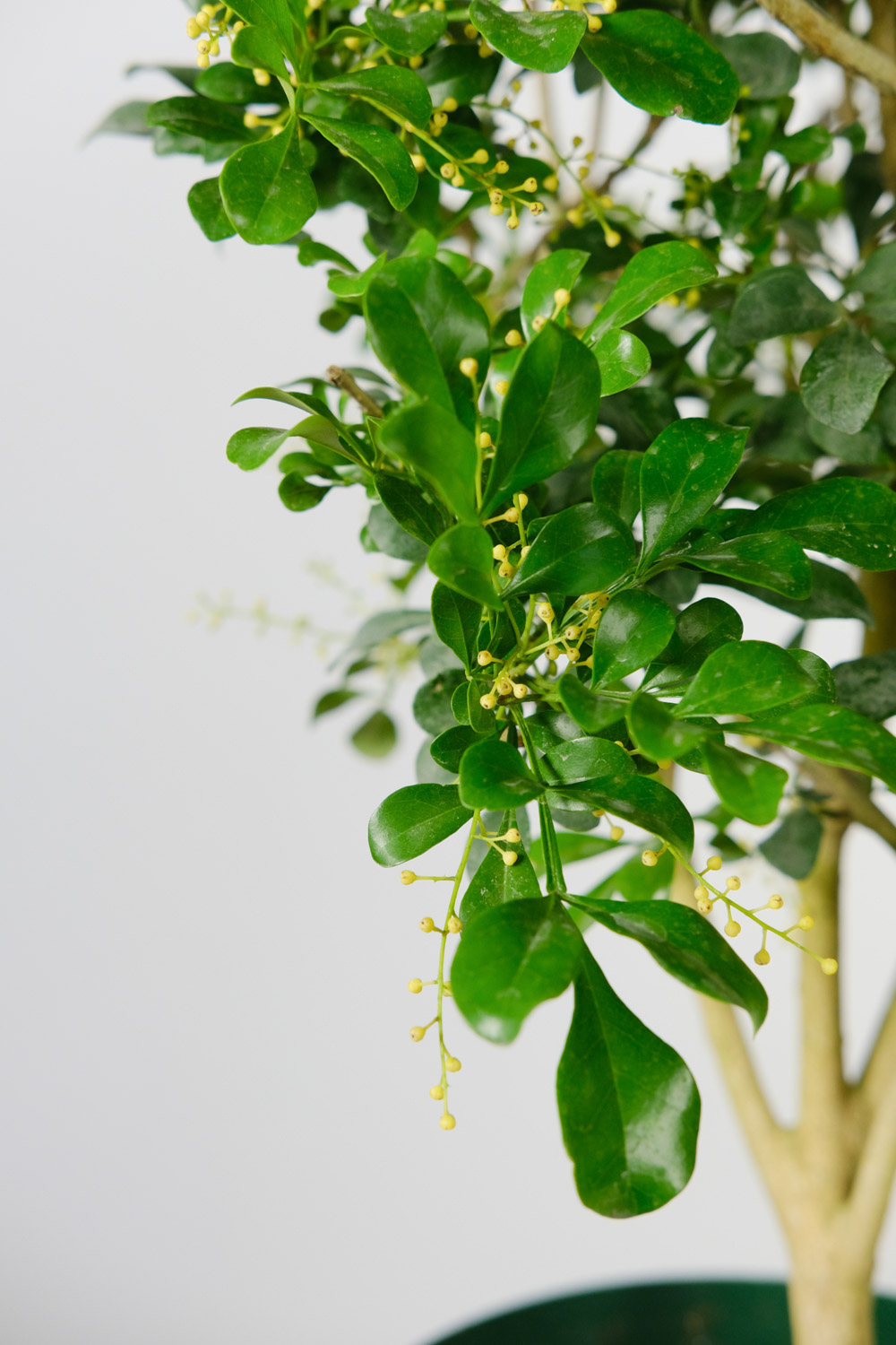 米兰花的寓意（米兰的花语的背后传说故事）