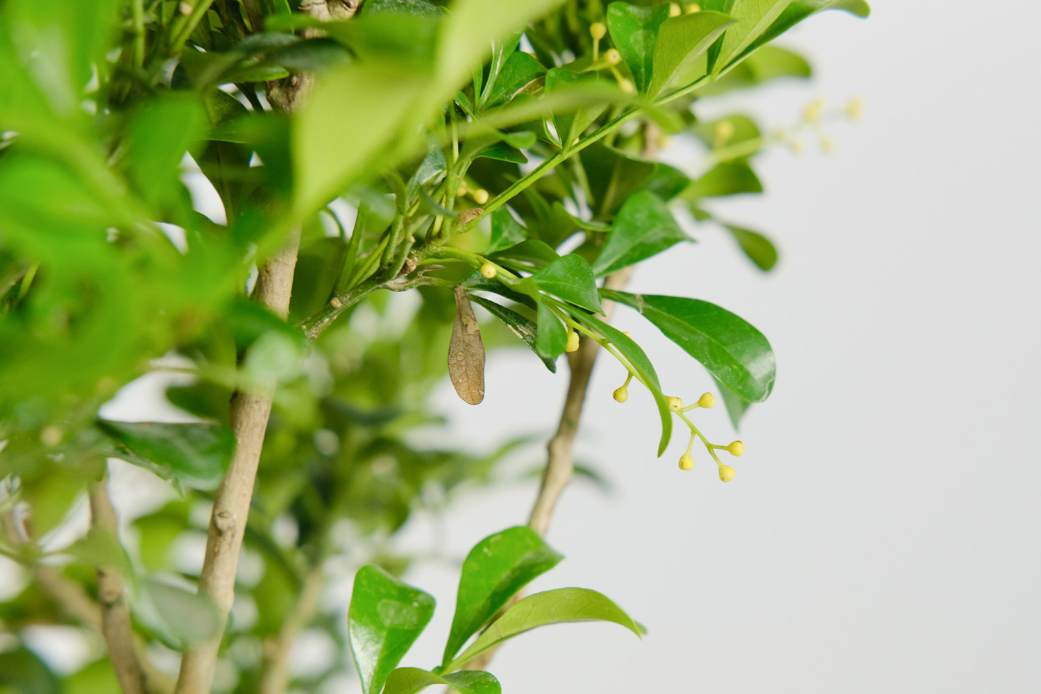 米兰花的寓意（米兰的花语的背后传说故事）