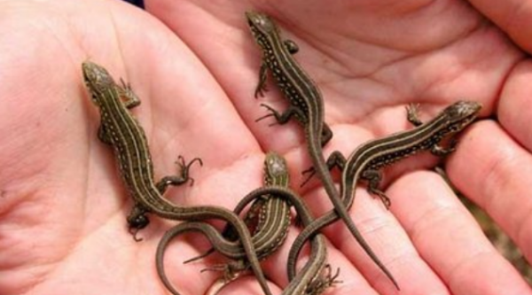 壁虎怕花露水,壁虎怕空气清新剂吗图2