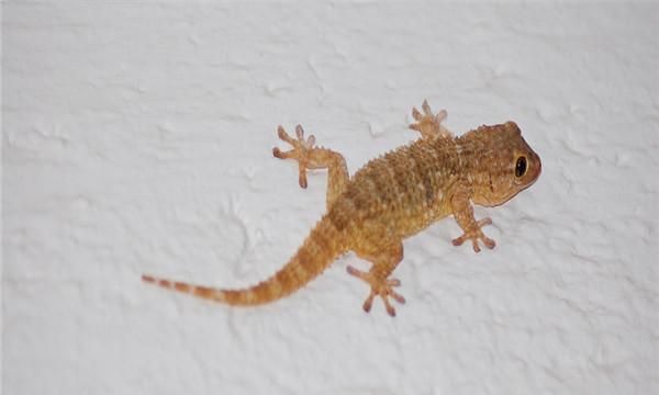 花露水可以赶走壁虎吗