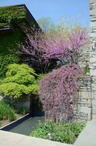 ​紫荆花什么时候开花（知识科普紫荆花的开花期）