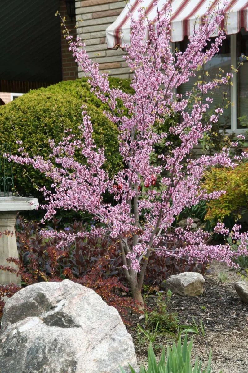 紫荆花什么时候开花（知识科普紫荆花的开花期）