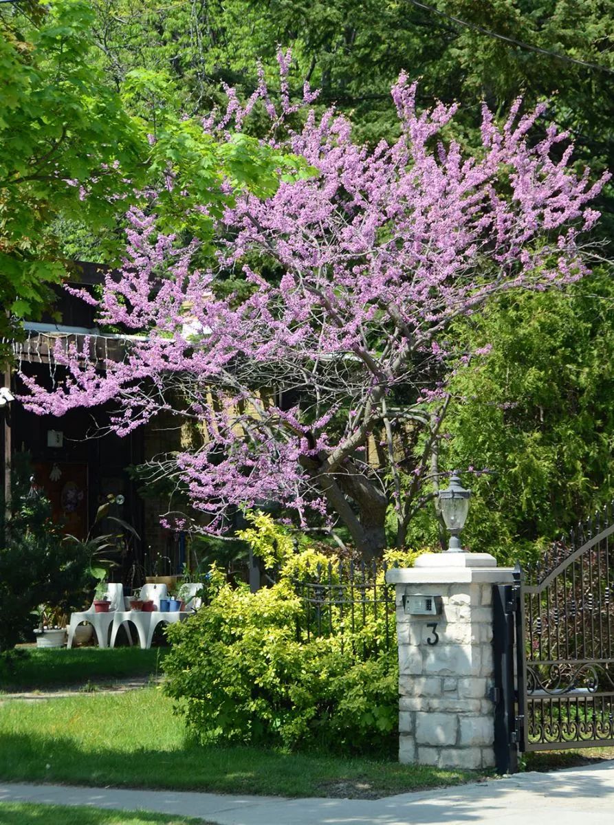 紫荆花什么时候开花（知识科普紫荆花的开花期）