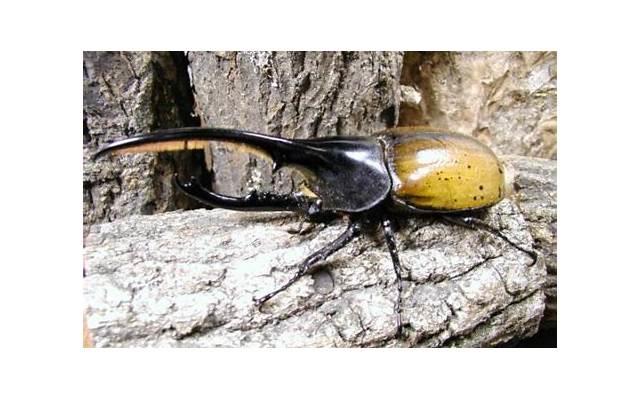 范冰冰和李晨分手后,去做了这件事 范冰冰和李晨分手后,去做了这件事