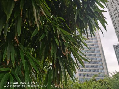 ​竹子的繁殖方法