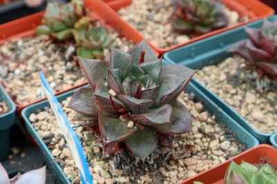 ​多肉植物喜阴还是喜阳