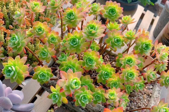 薄化妆怎么爆盆(图2)