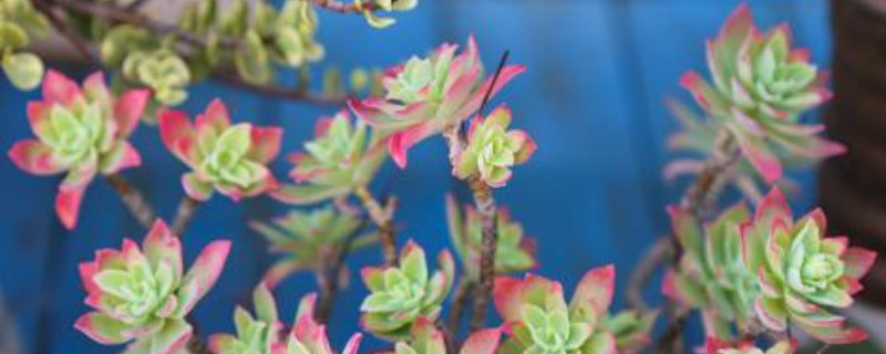 薄化妆怎么爆盆(图1)