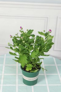 ​菊花也可以爆盆吗