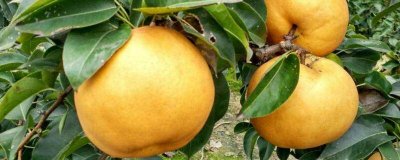 ​梨子可以和柿子一起吃吗 梨子能跟柿子一起吃吗