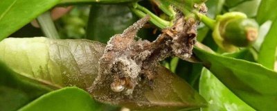 ​防治灰霉病特效药有哪些