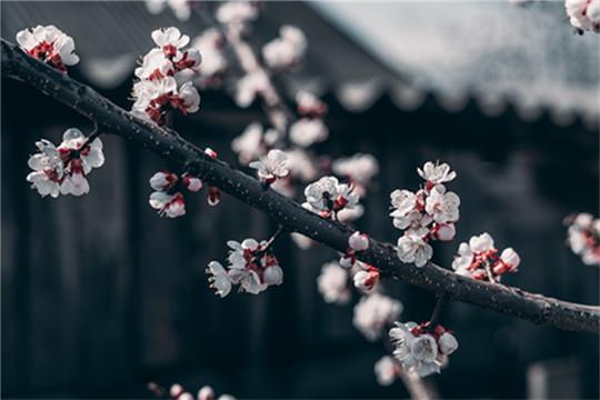 white-and-red-cherry-blossom-flowers-3979186_副本.jpg