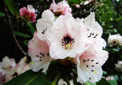 ​洋石楠的风水学应用-洋石楠在家居中的作用