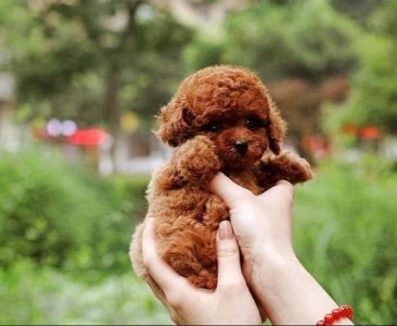 ​只需要4步教你辨别泰迪品质，看看自己家的泰迪纯不纯