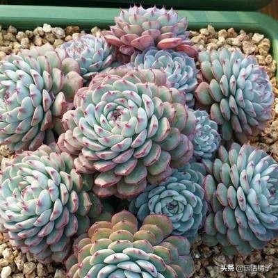 蓝姬莲多肉植物,萌系中的莲花,新手如何养护才能在冬季出好状态