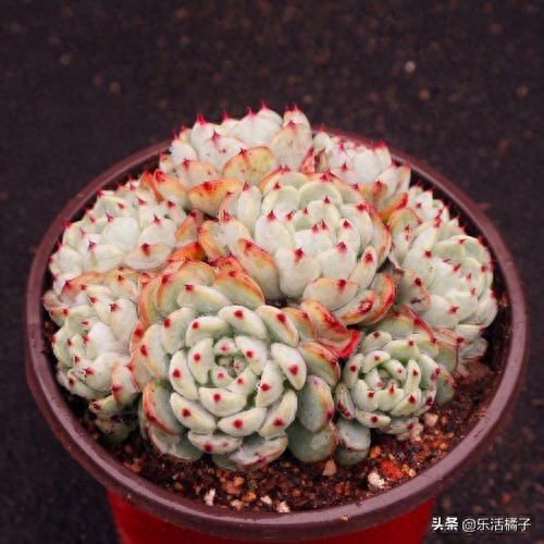 蓝姬莲多肉植物,萌系中的莲花,新手如何养护才能在冬季出好状态