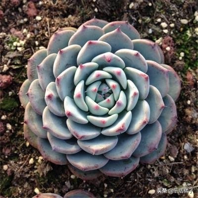 蓝姬莲多肉植物,萌系中的莲花,新手如何养护才能在冬季出好状态