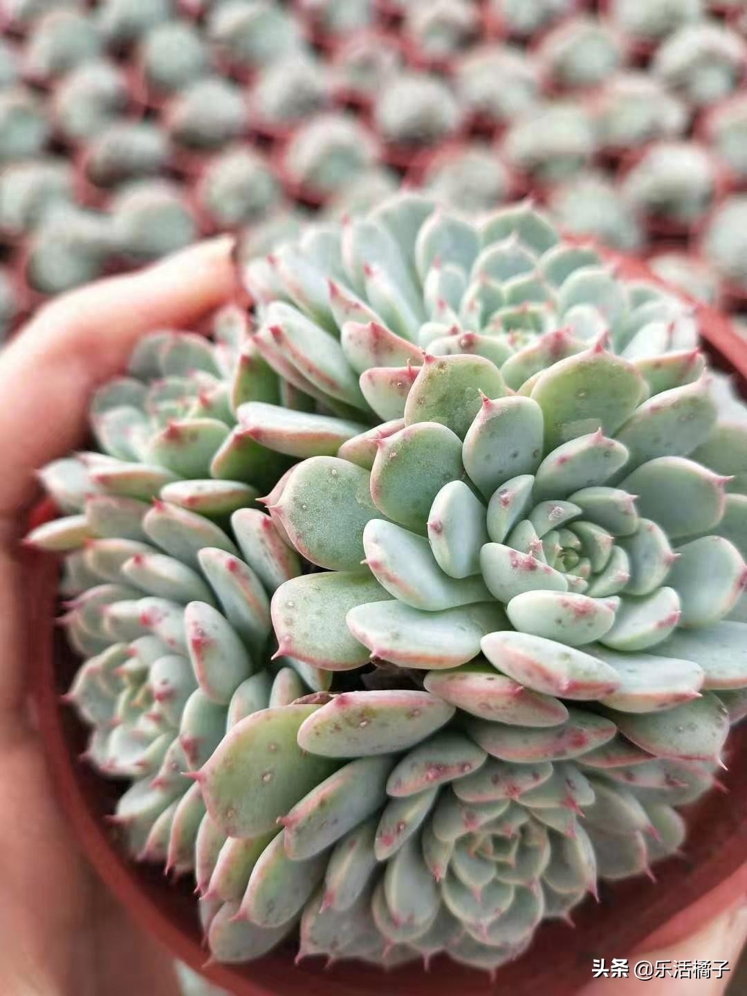 蓝姬莲多肉植物,萌系中的莲花,新手如何养护才能在冬季出好状态