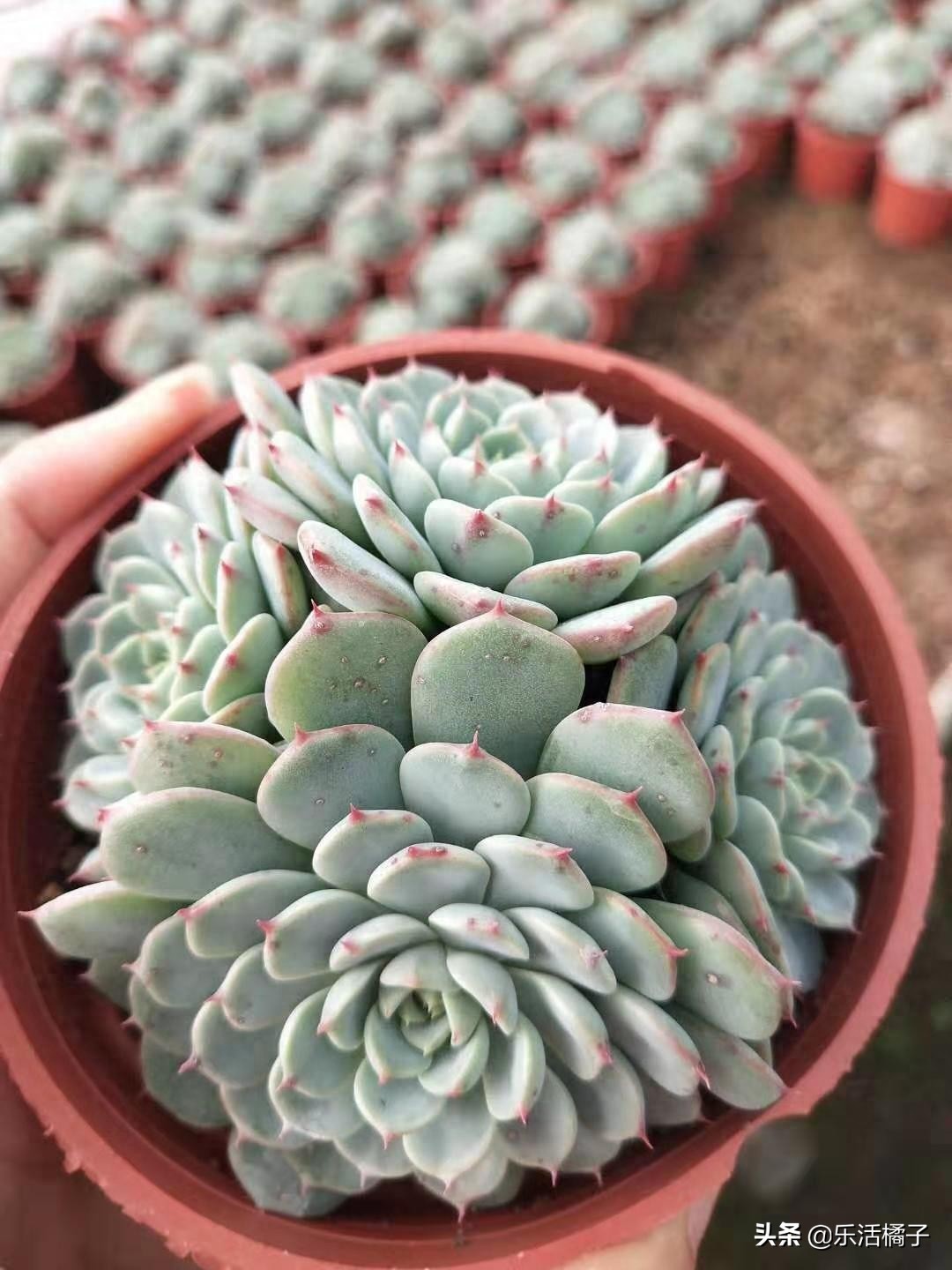 蓝姬莲多肉植物,萌系中的莲花,新手如何养护才能在冬季出好状态