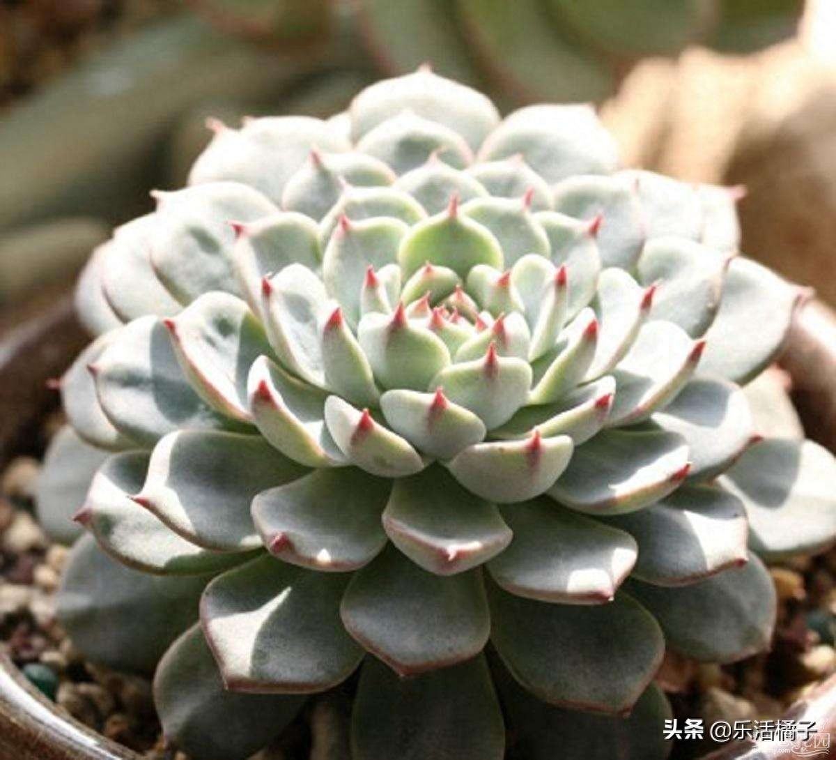 蓝姬莲多肉植物,萌系中的莲花,新手如何养护才能在冬季出好状态