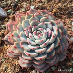 ​蓝姬莲多肉植物，萌系中的莲花，新手如何养护才能在冬季出好状态