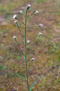 ​走马兰台类转蓬：转蓬是个啥东西？