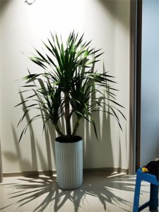 ​龙血兰应该怎么养护