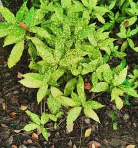 ​图说花叶青木