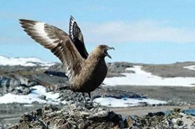 ​南极深处有哪些可怕的生物？