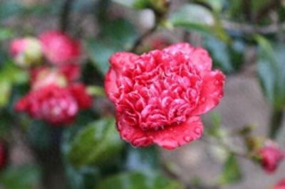 ​茶花的品种及价格，5种常见品种及价格介绍（最低价格10元）