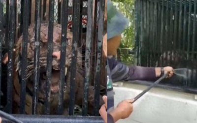 ​马来西亚出现食人虎，去年连吃4人！终于被抓后会被怎么处理？