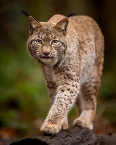 ​被称作为 “杀狼机器”的猞猁，到底有多强，又为何非要与狼族作对