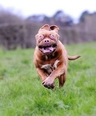 法国国宝级烈性斗犬：波尔多犬，丝毫不输藏獒