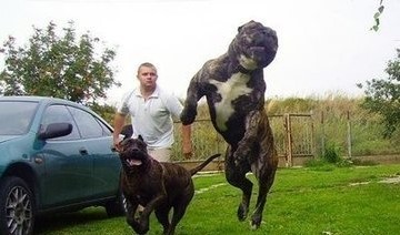 法国国宝级烈性斗犬：波尔多犬，丝毫不输藏獒