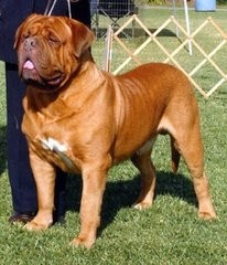 法国国宝级烈性斗犬：波尔多犬，丝毫不输藏獒