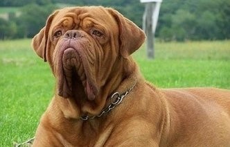 法国国宝级烈性斗犬：波尔多犬，丝毫不输藏獒