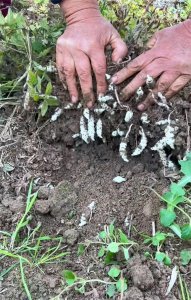 ​人称土虫草的地蚕，可凉拌可煲汤味道鲜美