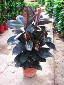 ​黑金刚，也叫印度橡皮树