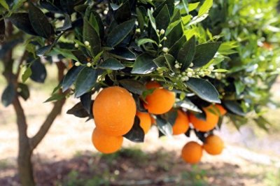 ​《赣南脐橙.江西的美味瑰宝》