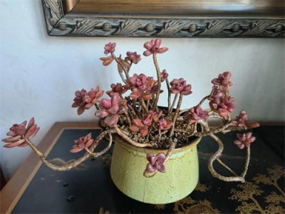 ​多肉“姬胧月”，皮实界的天花板，一年四季不掉色