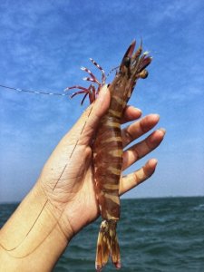 ​海边人的智慧：挑虾线不用那啥一招速成，2秒挑出虾线